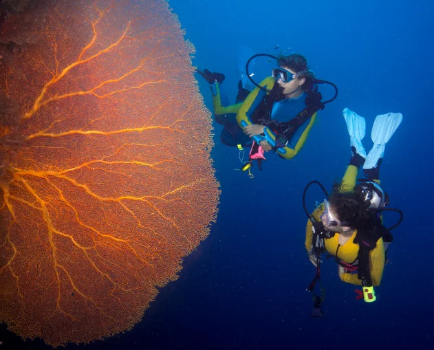 Snorkeling and scuba diving